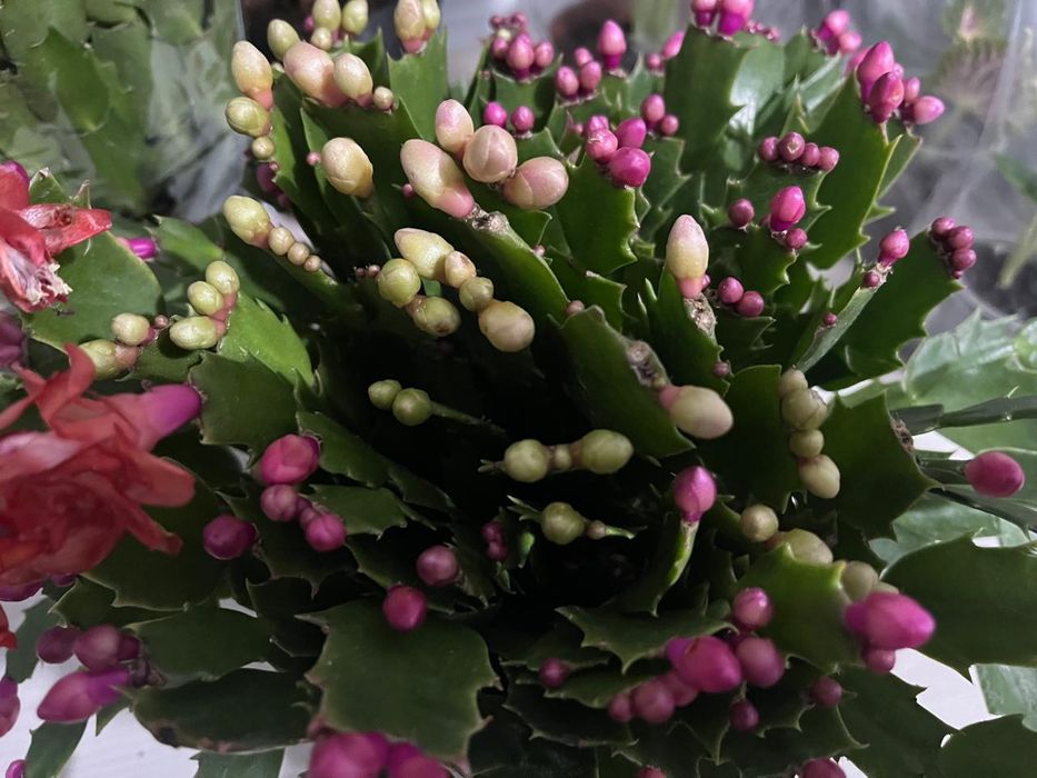 Комнатные растения