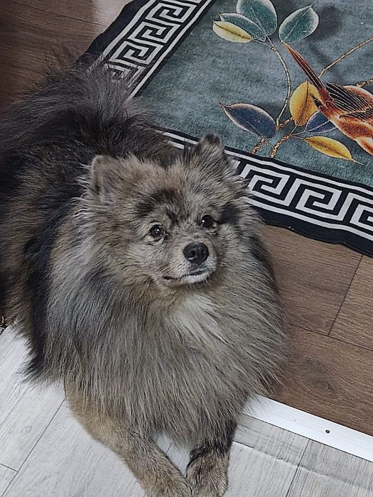 Вязка шпица Чаки