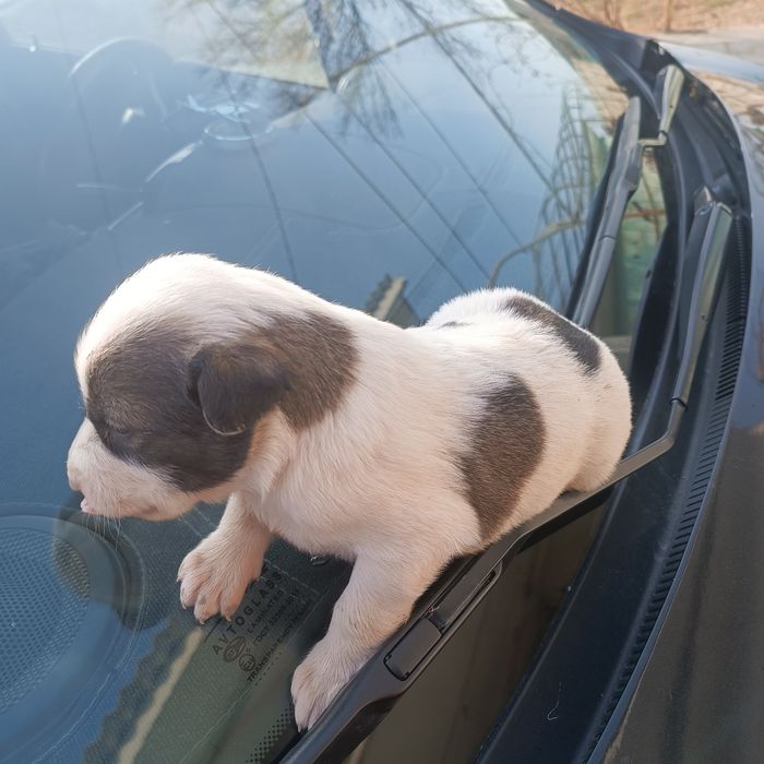 It bolalari sotiladi