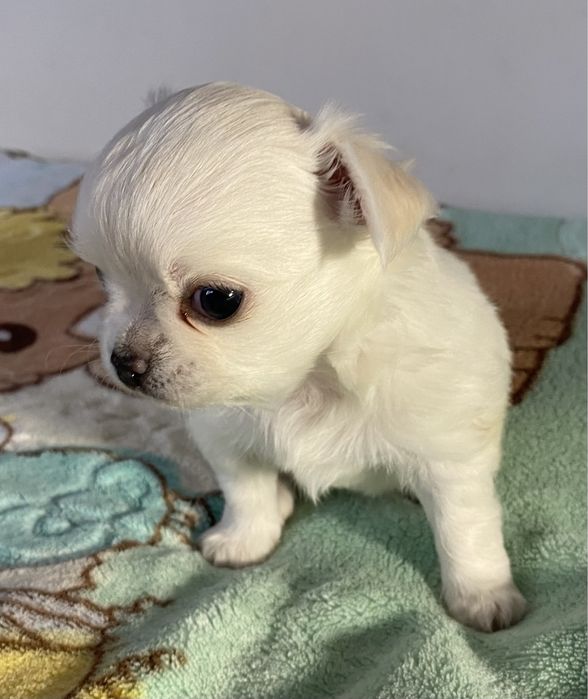 Чихуахуа девочка длинношерстная