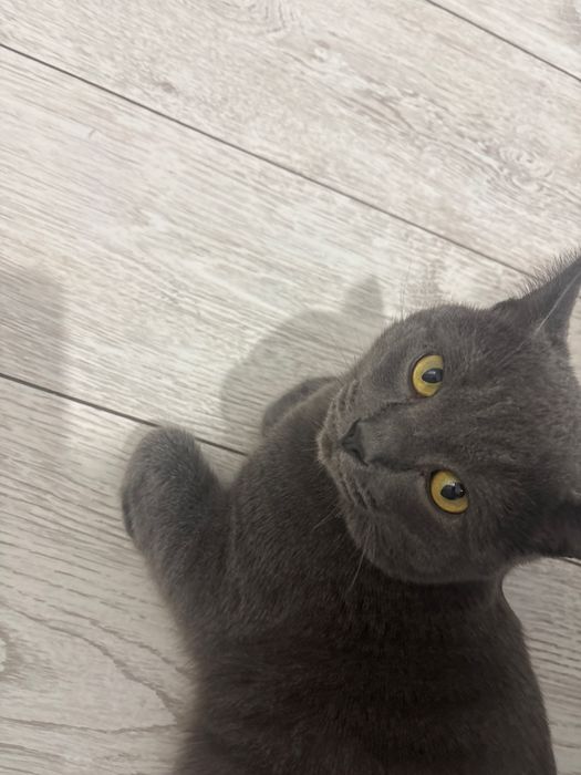 Кот отдам в добрые руки