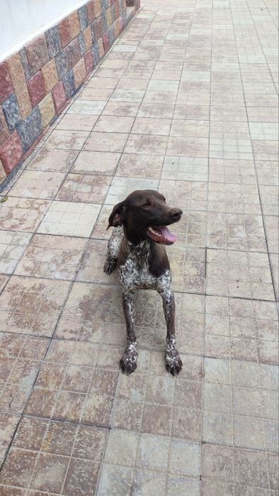 Продам Курцхаара Девочку