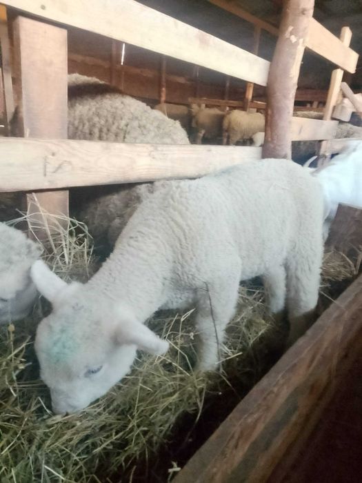 Vând berbecuți ile de france