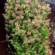 Самые лучшие растения цветы фруктовые деревья декоративные кустарники