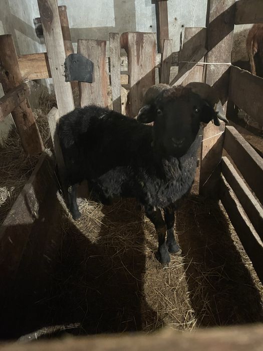 Қошкар саттылады