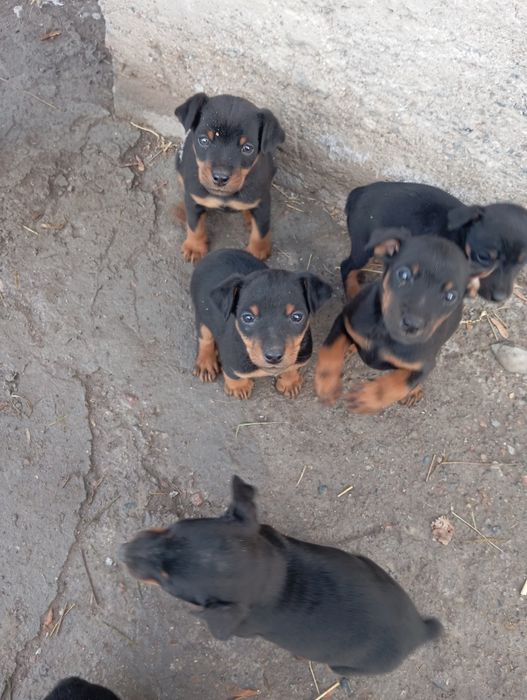 Продам щенков породы як терьер