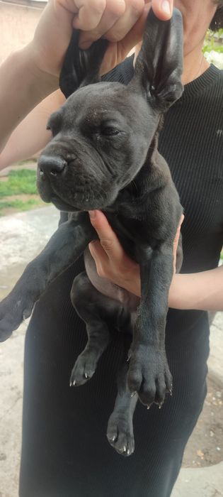 Немецкий дог, щенки немецкого дога