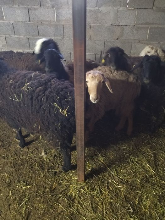 Тоқты сатам. Продам.