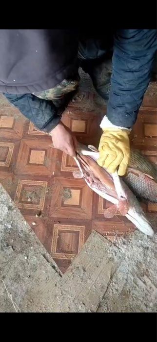 Свежая рыба.   .