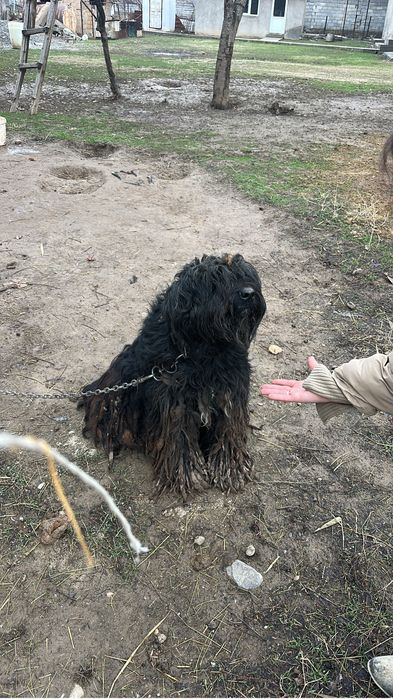 Сабака бесплатно