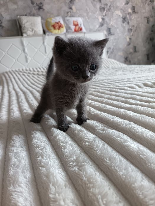 Отдам котёнка в добрые руки