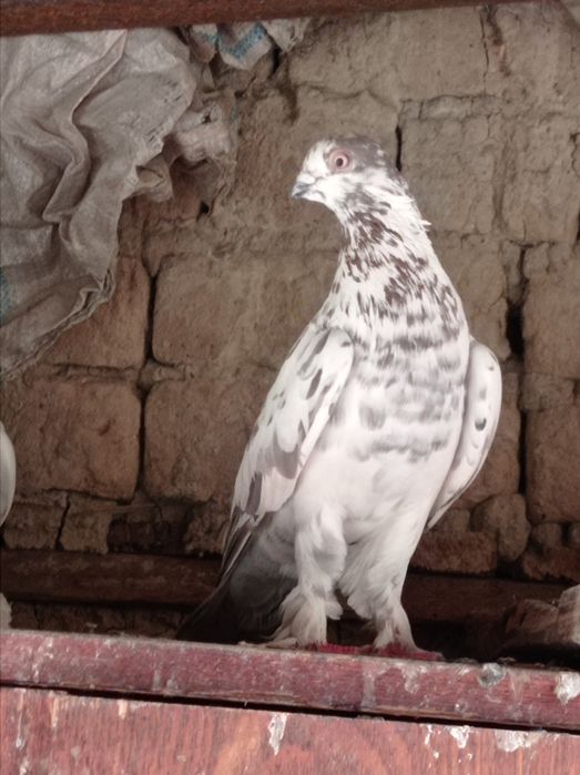 Продаются голуби