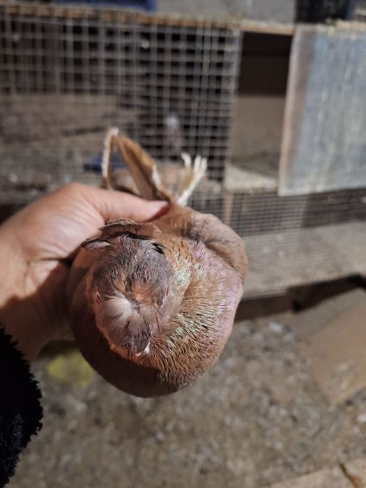 Курицы петух на продажу