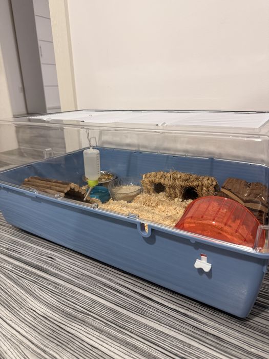 Vand Hamsteri pitici Campbell