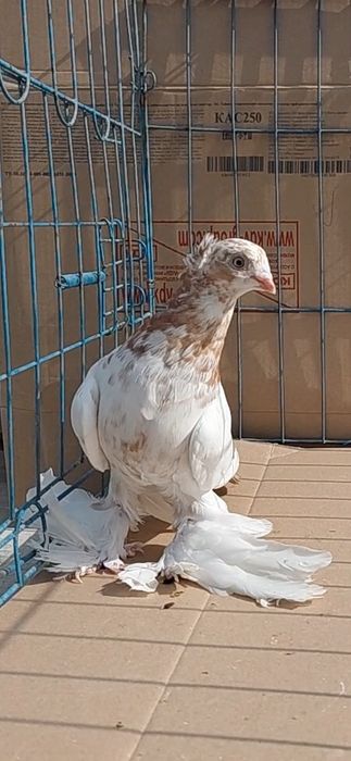 Голуби игровых кровей