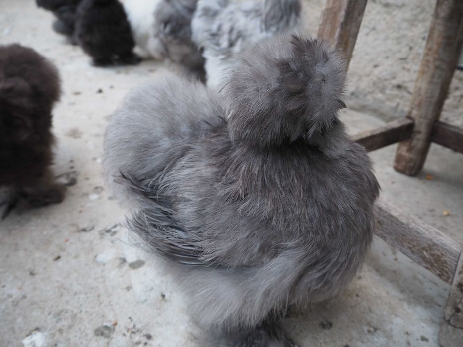 Oua incubat de la gaini matase japoneza,cochin pitic, frizat, bobtail