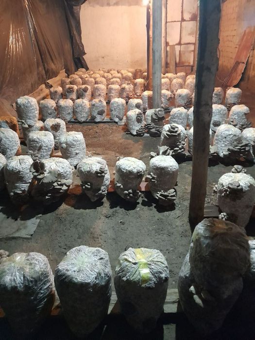 Готовые блоки Вешинки , Семена Грибов КА 17. Месистные.