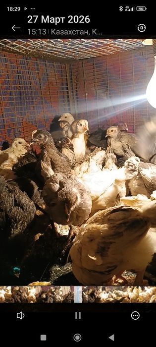 Продам домашних цыплят