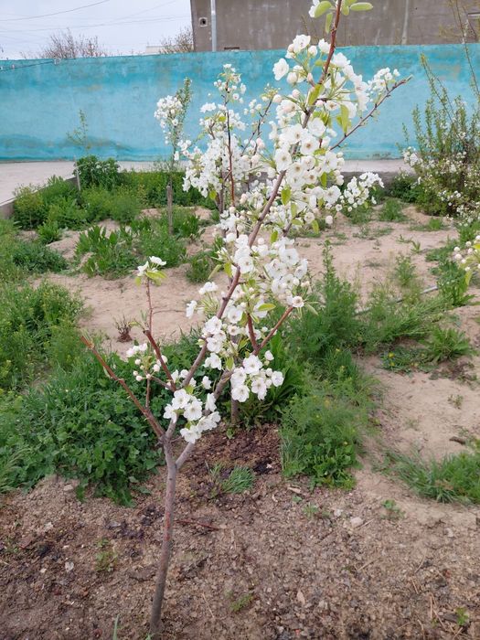 Ерік,алмұрт шие ағаштары бар