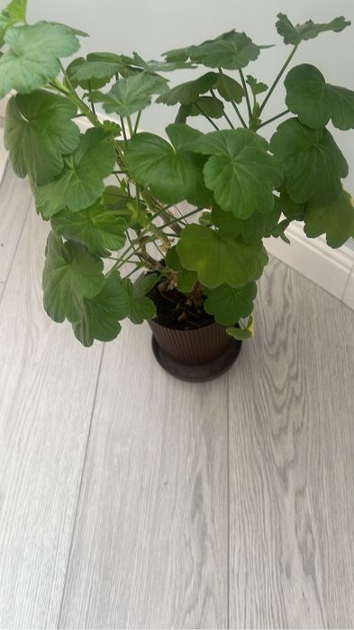 Комнатные растения