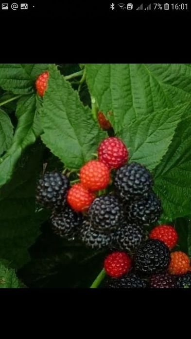 Саженцы черной малины "Кумберленд"