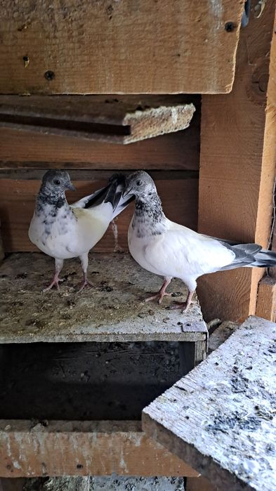 Будапещенски Унгарци