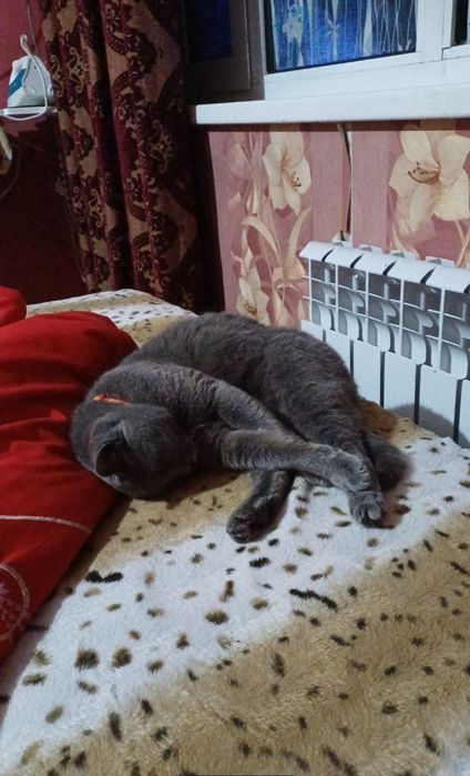 Skotish Strayt 7 oylik zotli sotiladi