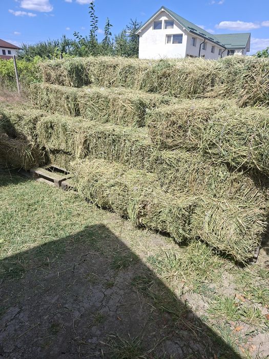 Baloti lucerna , in Maracineni