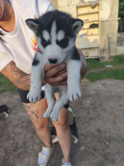 Cățeluși husky perfect sănătoși