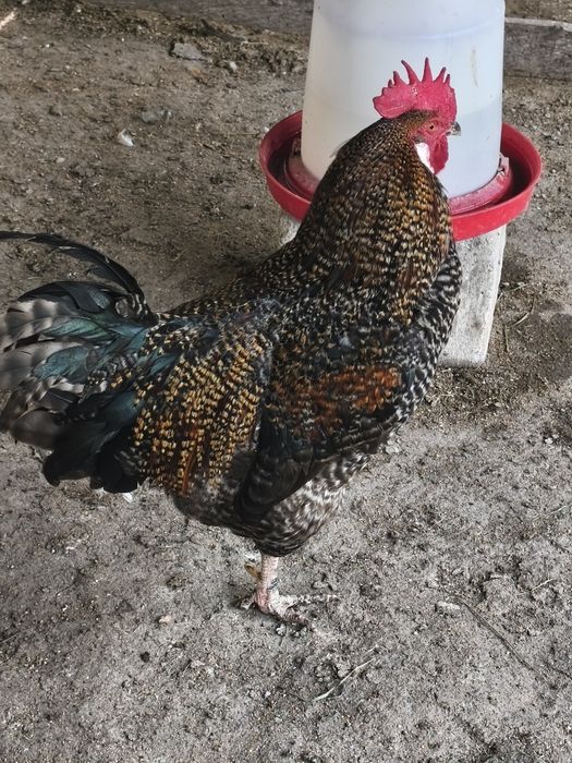 Vând cocos crescuți bio