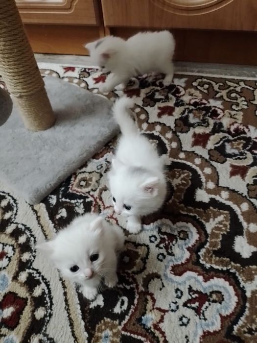 Отдам котят в добрые руки