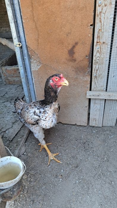 Дакан товуклар турли хил зотлар