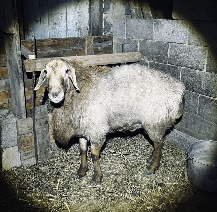 Қошқар сатылады гиссар