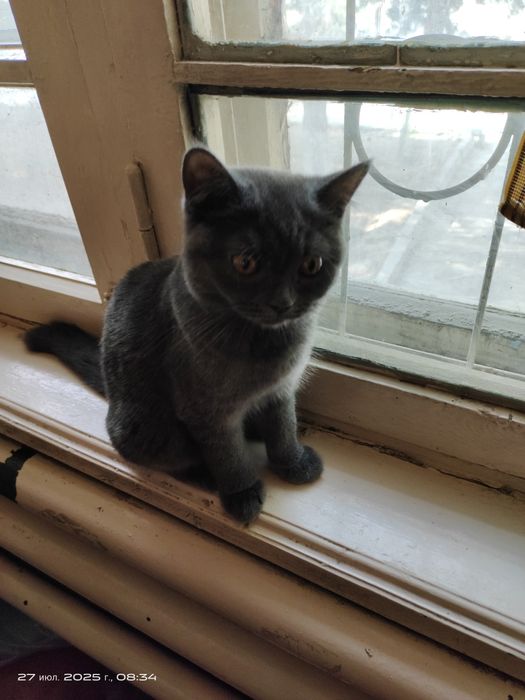 Продам котят в хорошие руки