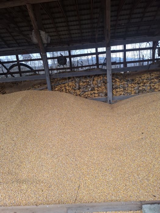 Porumb uscat din producția anului 2025