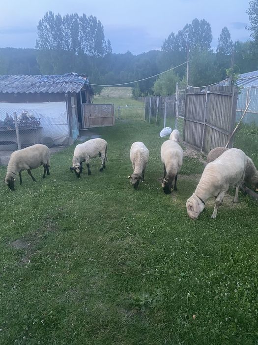 Vand 2 mielute si un berbecut de anul acesta si o osie