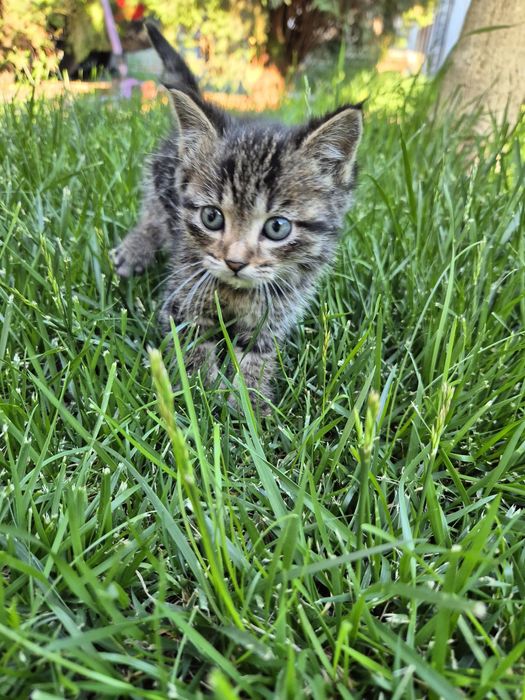 Котёнок, мальчик