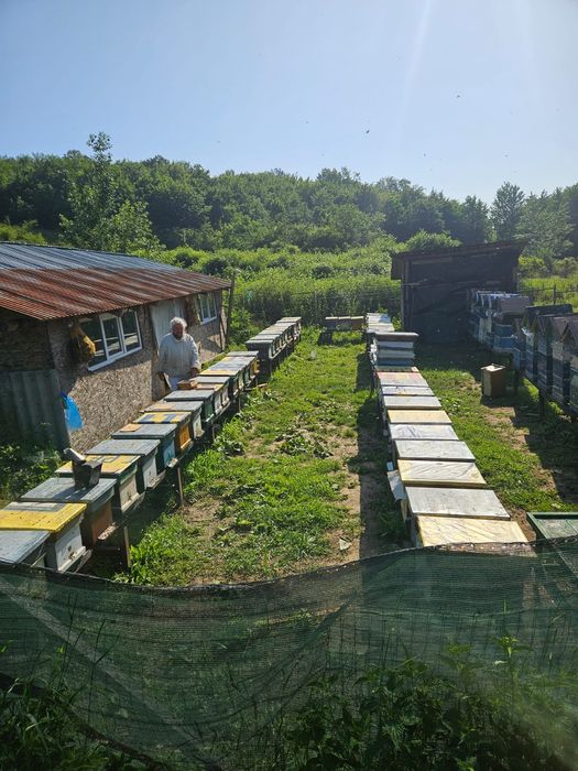 Stupi Crescători Regine