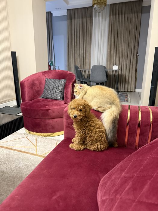 мальтипу проадется