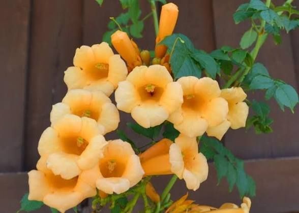 Campsis Radicans(Trompete )La Ghiveci
