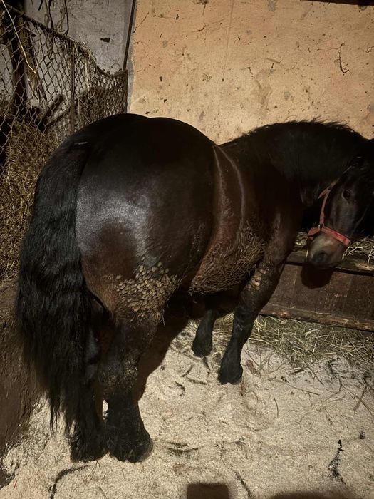 De vânzare mânz de un an și patru luni