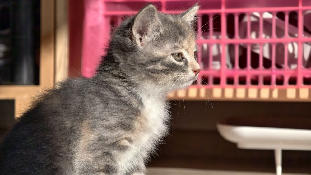 Счастливые котята