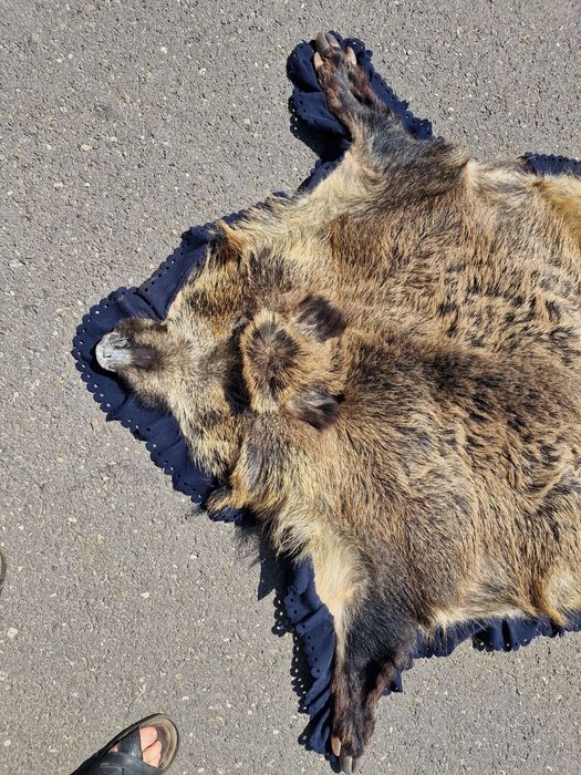 Blană ornamentală de mistreț