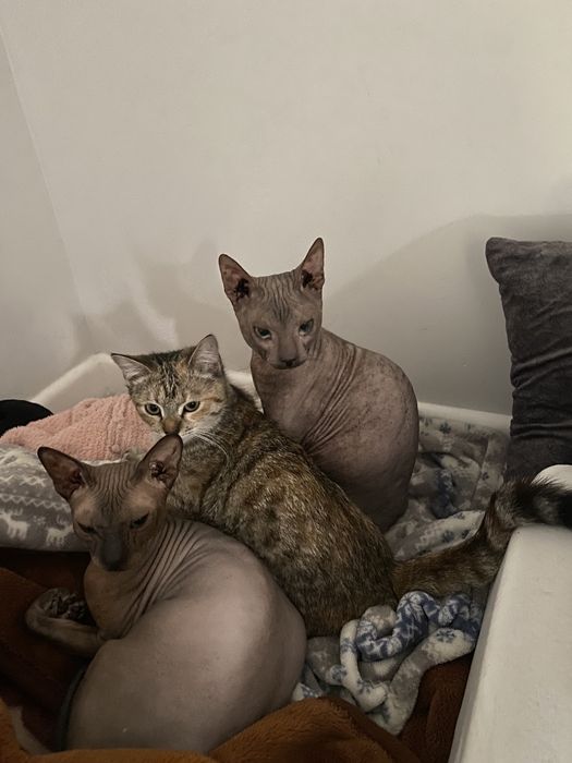 Отдам сфинксов в любящие руки