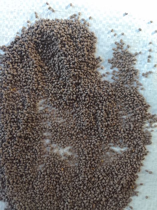 Семена клевера италянский сорт ДЖЕА