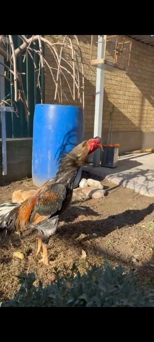 Дакан туляк бразилец