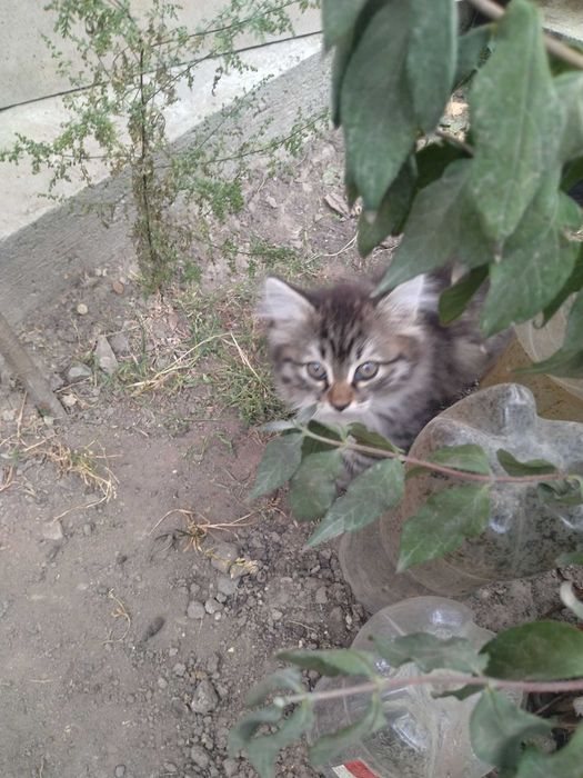 Котята бесплатно