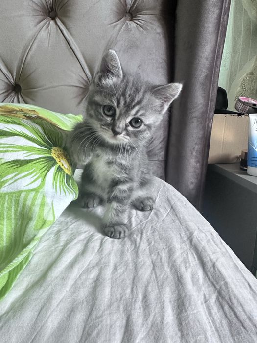 Котята шустрые быстрые милые