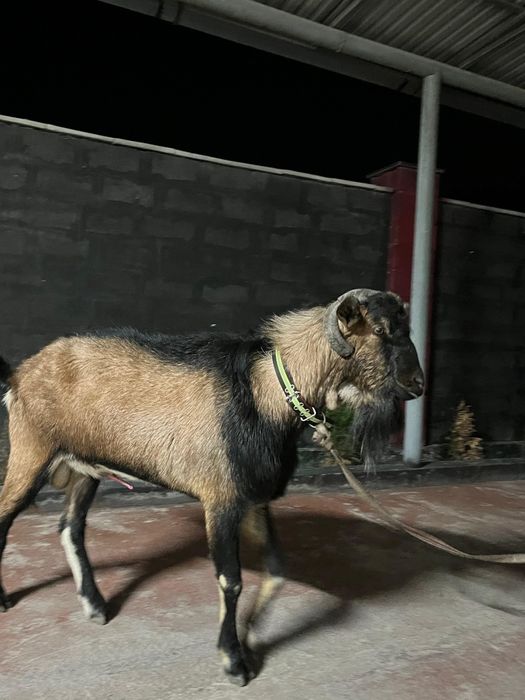 Теке альписки докментпен