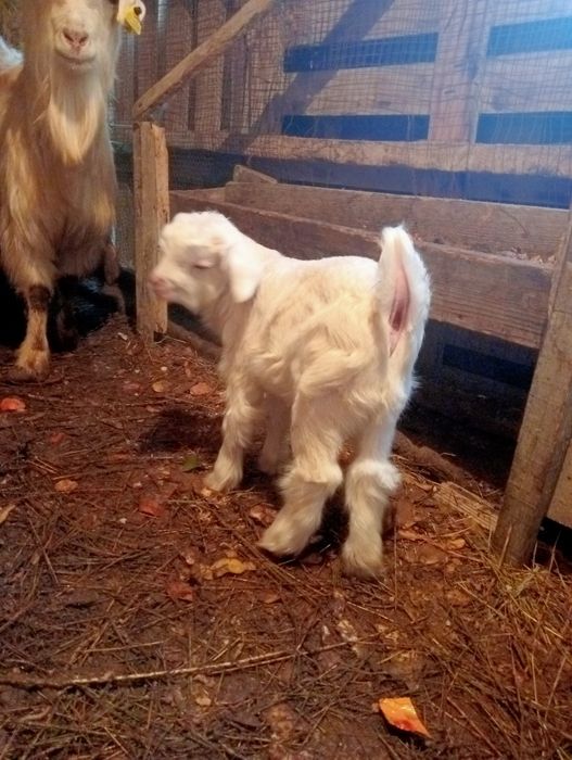 Ешкі 5бас 2лақ ватцапқа жазамыз